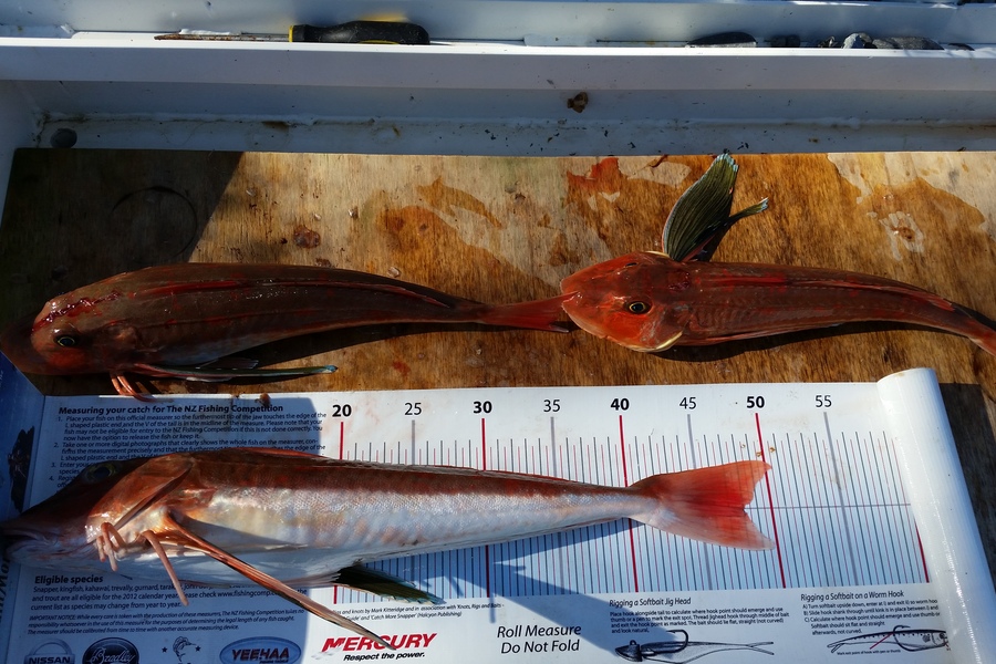 Mark Ashcroft caught this 48.0cm Gurnard at Raglan harbour during The Export NZ Fishing Competition