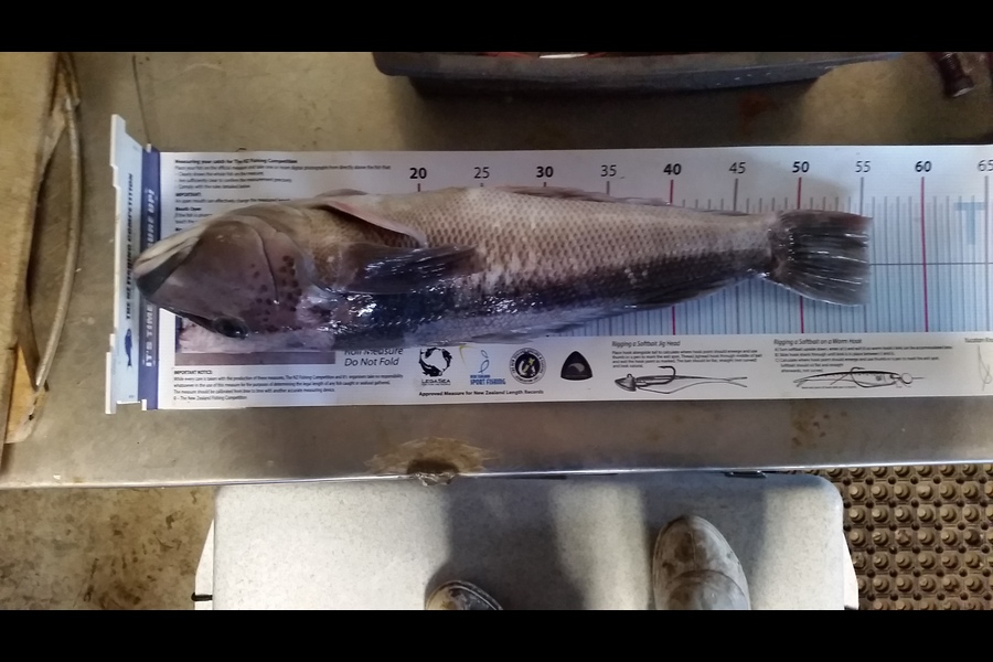 Paul Laugesen caught this 55.0cm Blue Cod at Wanganui during The Export NZ Fishing Competition