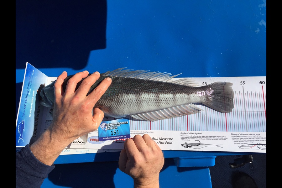 Dan  Govier caught this 52.0cm Blue Cod at D'Urville Island during The Export NZ Fishing Competition