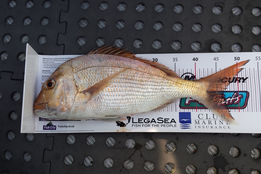 Gerry Bakker caught this 46cm Snapper at Waikawau during The Export NZ Fishing Competition