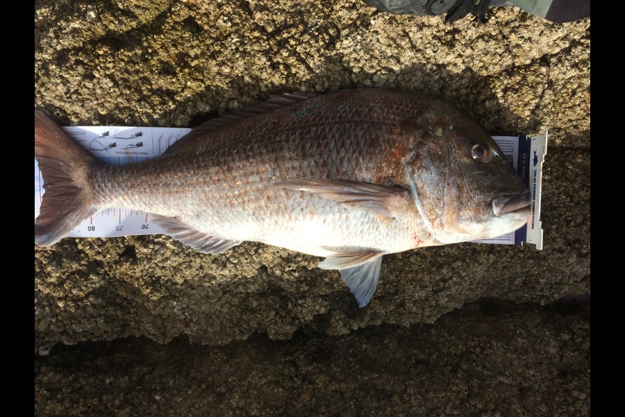 Ross McNaughton caught this 89.5cm Snapper at Far North during The Export NZ Fishing Competition