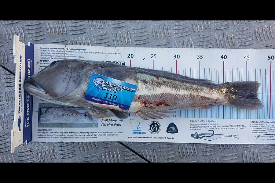 Reid forrest caught this 47.0cm Blue Cod at Cook Strait during The Export NZ Fishing Competition