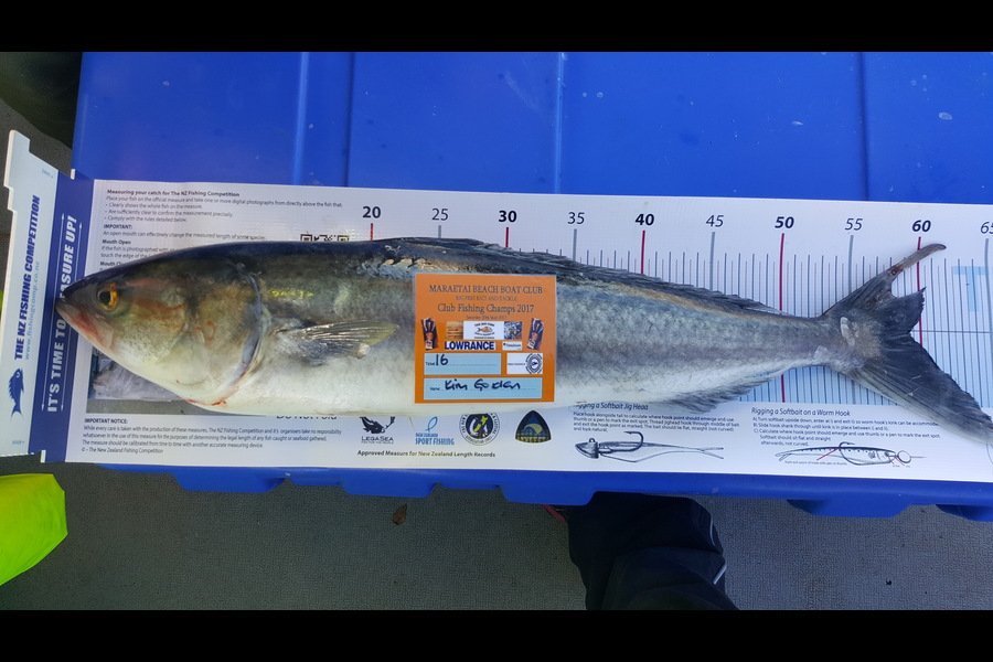 Kim Gorden caught this 59cm Kahawai at Waiheke island during The Export NZ Fishing Competition