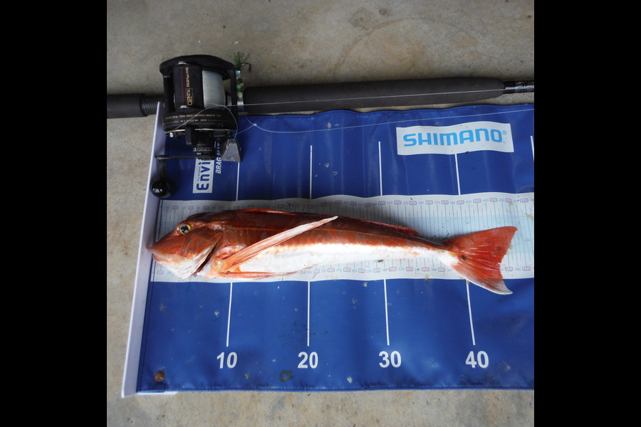 Graham Hubert caught this 44.0cm Gurnard at Raglan during The Export NZ Fishing Competition