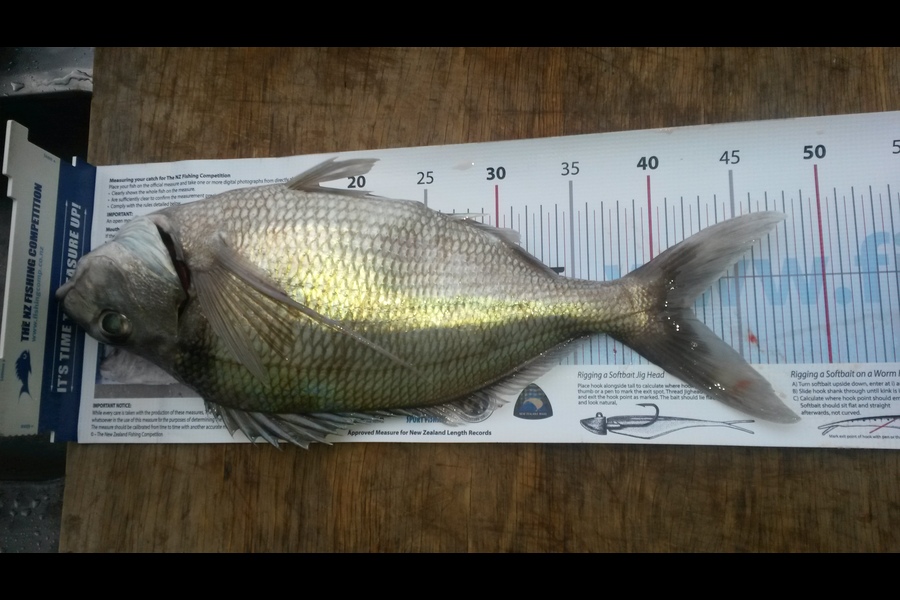 laurie taylor caught this 42.0cm Tarakihi at New Plymouth  during The Export NZ Fishing Competition