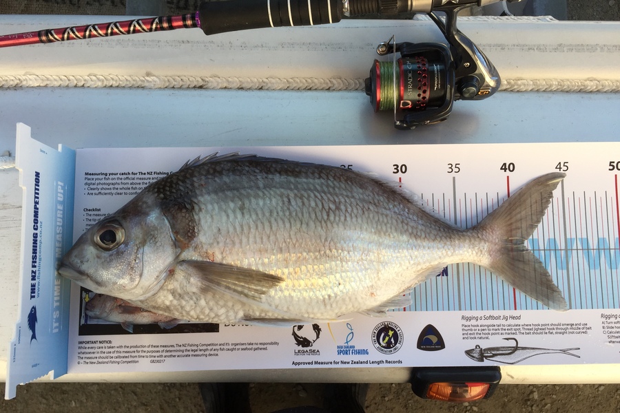 Doug Gray caught this 41.0cm Tarakihi at Gisborne  during The Export NZ Fishing Competition