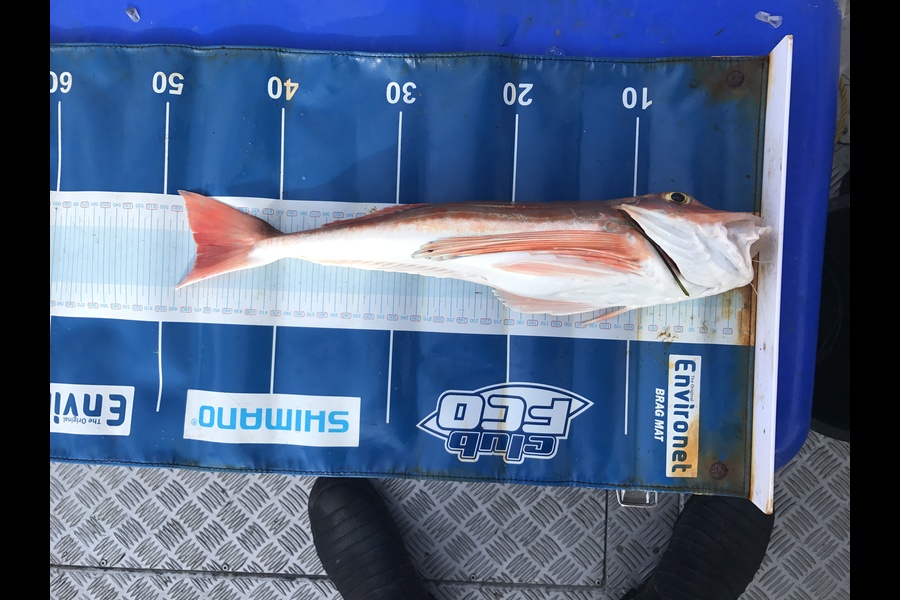 Daniel Louis caught this 47.0cm Gurnard at Manukau Harbour during The Export NZ Fishing Competition