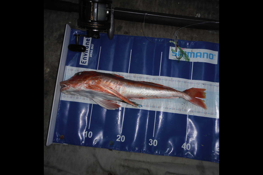 Renee Doig caught this 43.0cm Gurnard at Raglan during The Export NZ Fishing Competition