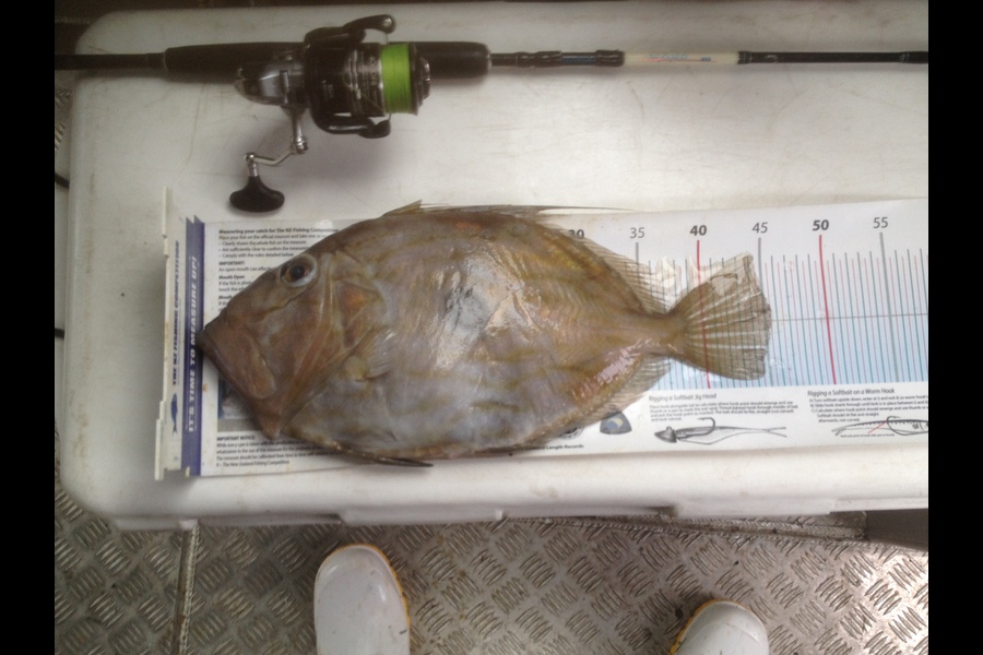 Alec  Saunders caught this 45.5cm John Dory at Port Charles during The Export NZ Fishing Competition