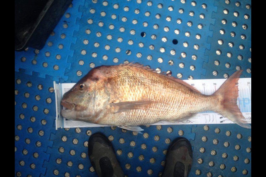 Craig Livermore caught this 79.0cm Snapper at BOI during The Export NZ Fishing Competition