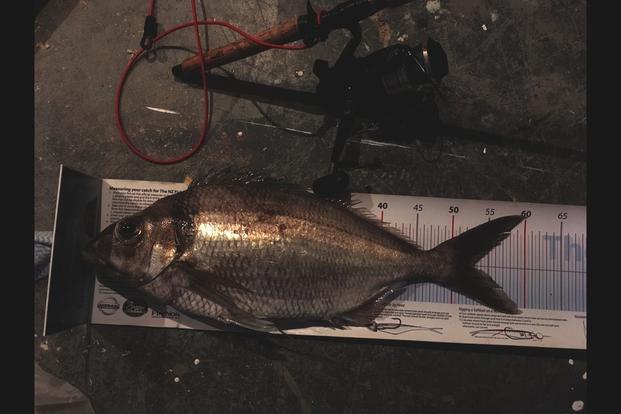 Anthony Murray caught this 53.0cm Tarakihi at Welly West during The Export NZ Fishing Competition