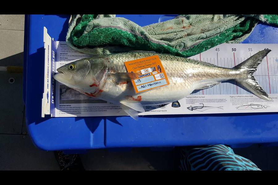 Kim Gorden caught this 54.5cm Kahawai at Waiheke Island during The Export NZ Fishing Competition
