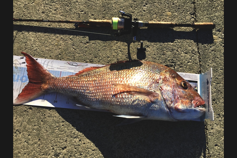 Russell Macfarlane caught this 72.0cm Snapper at Far north during The Export NZ Fishing Competition