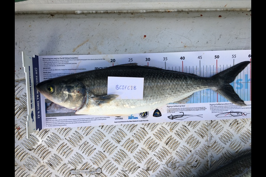 Alf Wallis caught this 53.5cm Kahawai at North of Tiri during The Export NZ Fishing Competition