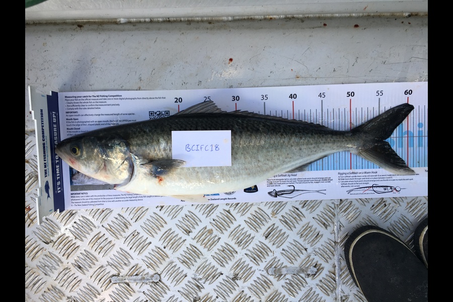 Damian Dallow  caught this 55.5cm Kahawai at North of Tiri during The Export NZ Fishing Competition