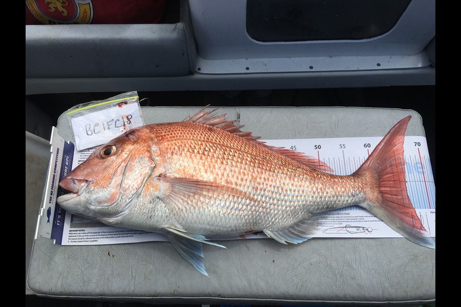 Helen Twist caught this 66.5cm Snapper at Hauraki gulf during The Export NZ Fishing Competition