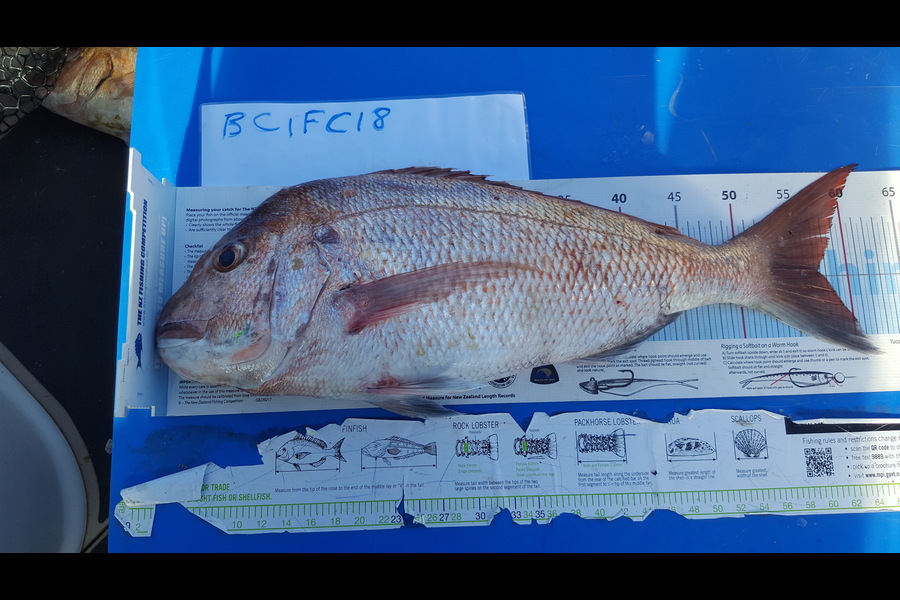 Brian Tong caught this 57.5cm Snapper at Tiri during The Export NZ Fishing Competition