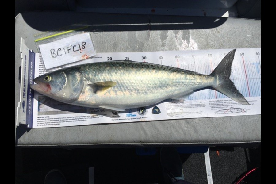 Helen Twist caught this 54.5cm Kahawai at Hauraki Gulf during The Export NZ Fishing Competition