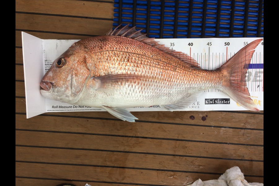 Terry Wylens caught this 55.0cm Snapper at Hauraki Gulf  during The Export NZ Fishing Competition
