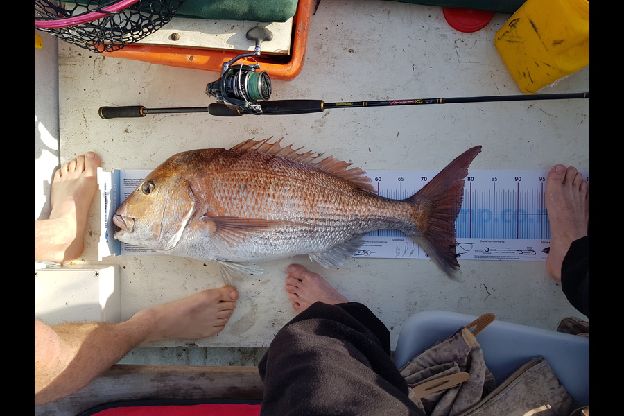 Luke McLeod caught this 76.5cm Snapper at Wellington during The Export NZ Fishing Competition