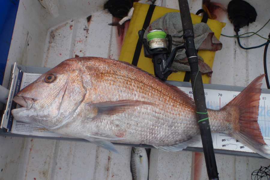 Geoff Preston caught this 82.5cm Snapper at Mokau during The Export NZ Fishing Competition