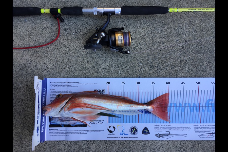 Phanat Chiv caught this 39.5cm Gurnard at Pukerua Bay during The Export NZ Fishing Competition