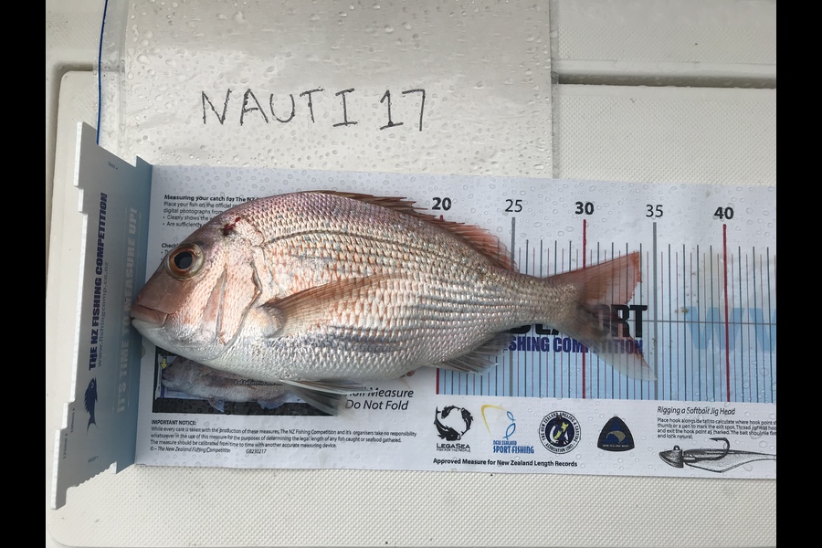 Sharlene Mitchell caught this 32cm Snapper at Motuihe during The Export NZ Fishing Competition