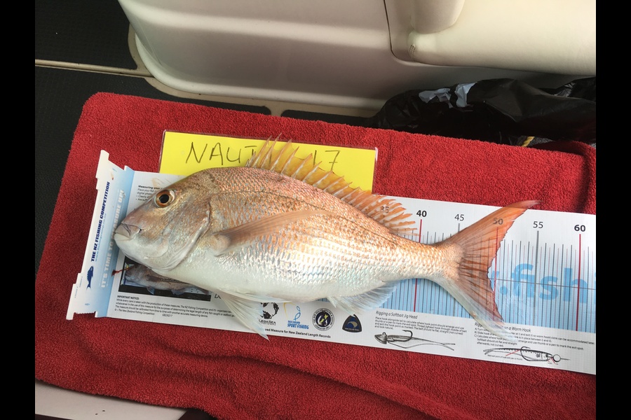 MELINA LISIGNOLI caught this 49.0cm Snapper at Firth of thames  during The Export NZ Fishing Competition