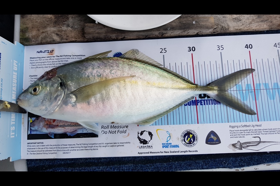 Sharleen ADAMS caught this 35.0cm Trevally at Noisies during The Export NZ Fishing Competition