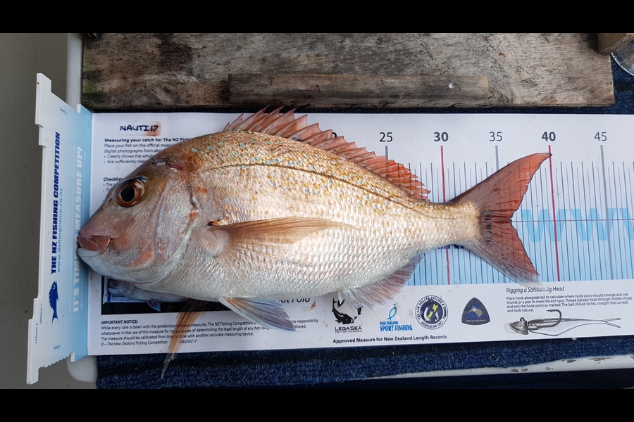 Sharleen ADAMS caught this 36.0cm Snapper at Noisies during The Export NZ Fishing Competition