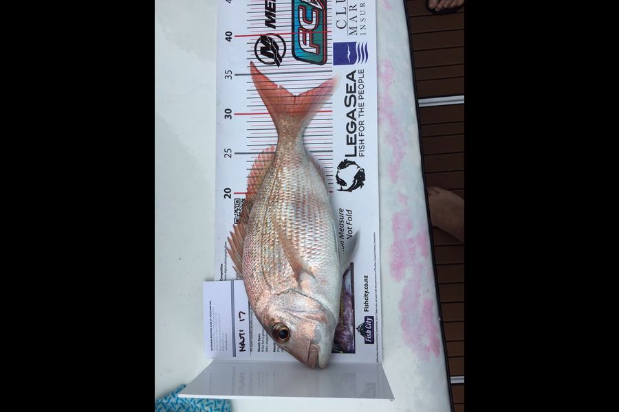 Lou Hill caught this 32.0cm Snapper at Rangitoto during The Export NZ Fishing Competition