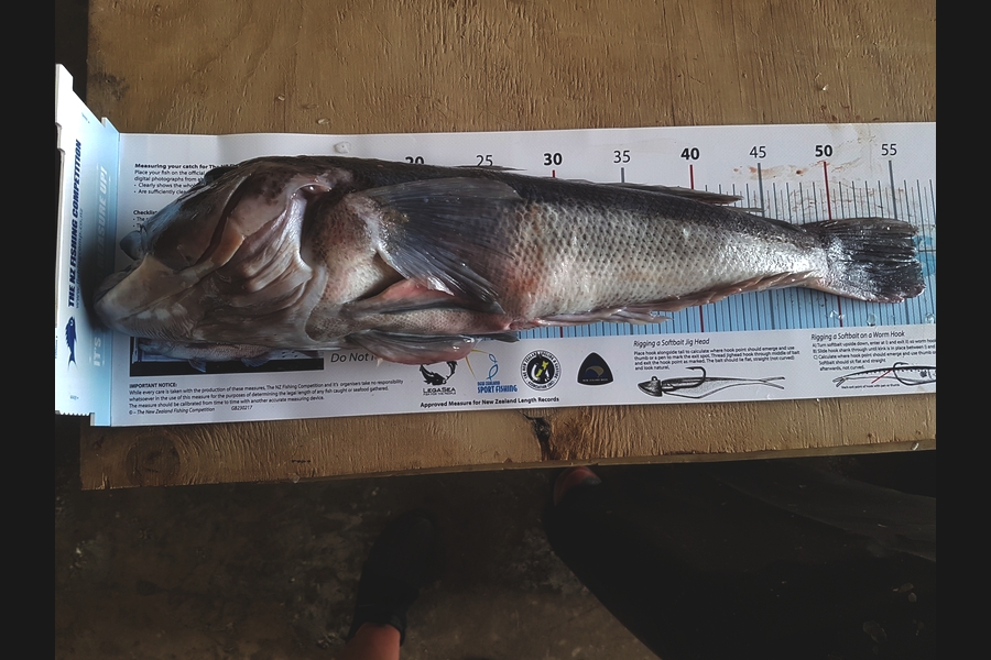 David  Higgins  caught this 56.0cm Blue Cod at Wanganui during The Export NZ Fishing Competition