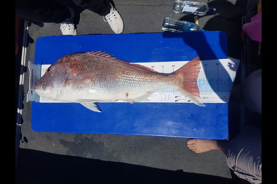 Loi  Nguyen caught this 80.5cm Snapper at Whangaparoa during The Export NZ Fishing Competition