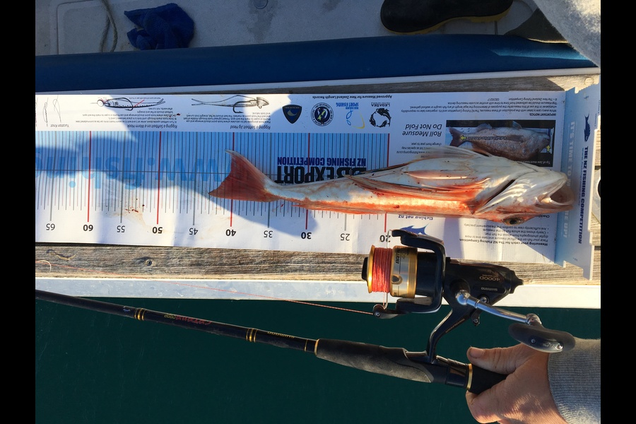 Tom Eastwick caught this 40.0cm Gurnard at Wellington during The Export NZ Fishing Competition