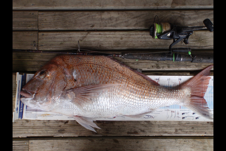 Geoff Preston caught this 80.5cm Snapper at Mokau during The Export NZ Fishing Competition