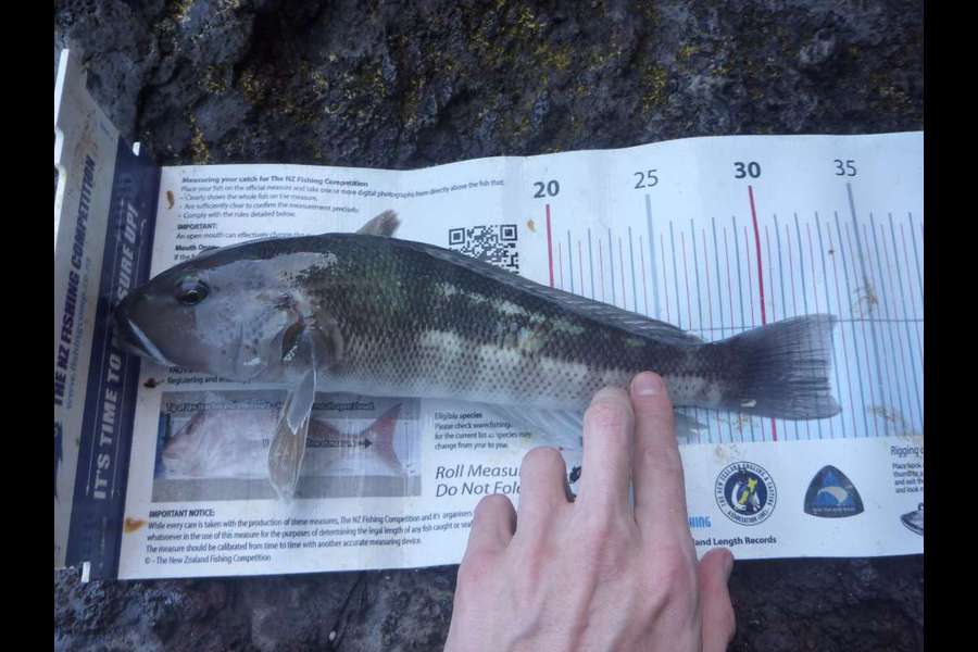 Jay Harland caught this 32.5cm Blue Cod at Banks Peninsula during The Export NZ Fishing Competition