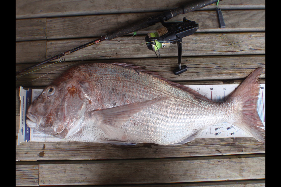 Geoff Preston caught this 87.5cm Snapper at Mokau during The Export NZ Fishing Competition