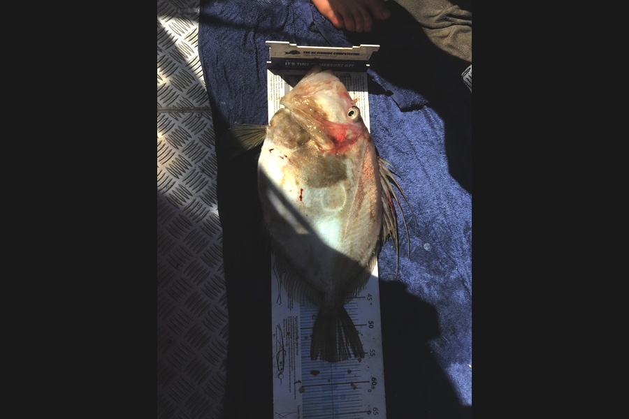 Daniel Louis caught this 56.0cm John Dory at Hauraki Gulf during The Export NZ Fishing Competition