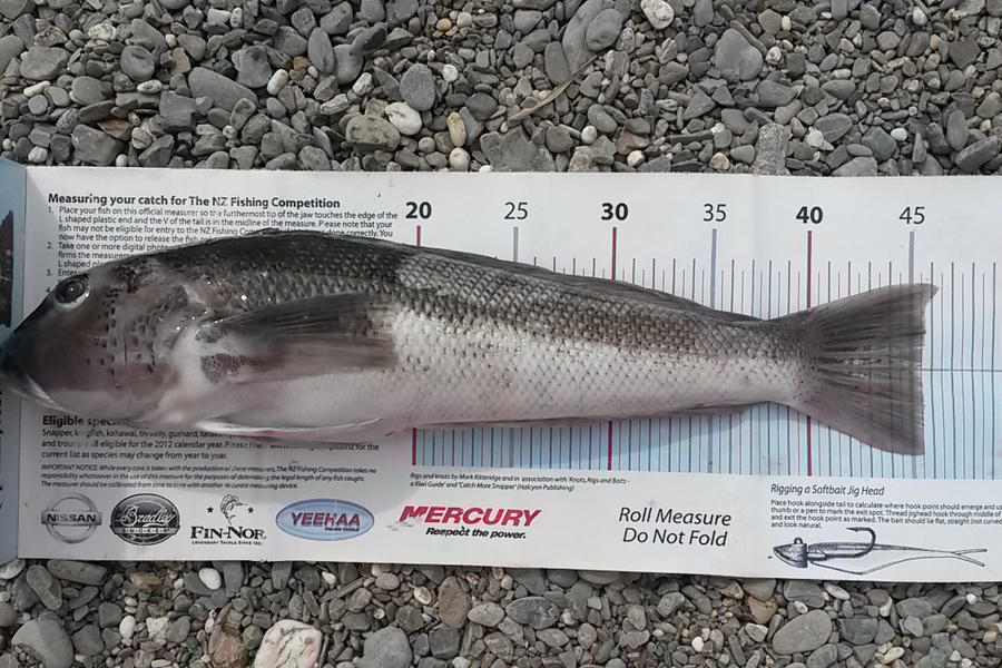 Ollie Gale caught this 45.5cm Blue Cod at south westland during The Export NZ Fishing Competition