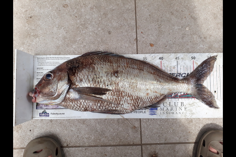 Mike Lean caught this 52.5cm Tarakihi at Kapiti during The Export NZ Fishing Competition