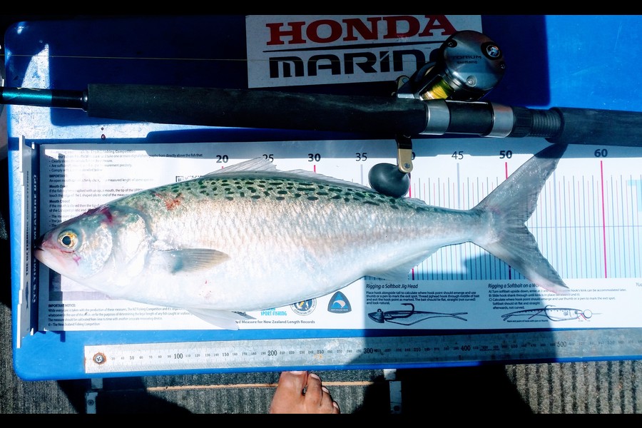 Kent Huntley caught this 51.5cm Kahawai at Wellington Harbour during The Export NZ Fishing Competition