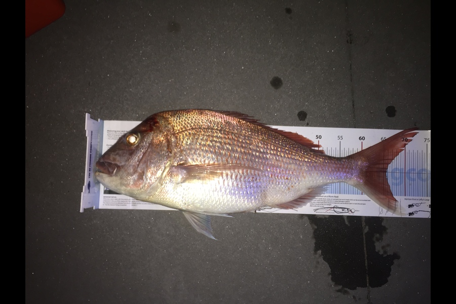 Adam Bowden  caught this 65.5cm Snapper at Whangarei harbour during The Export NZ Fishing Competition