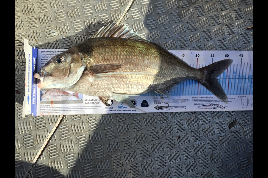 Scott Marriott caught this 55.5cm Tarakihi at Kapiti  during The Export NZ Fishing Competition