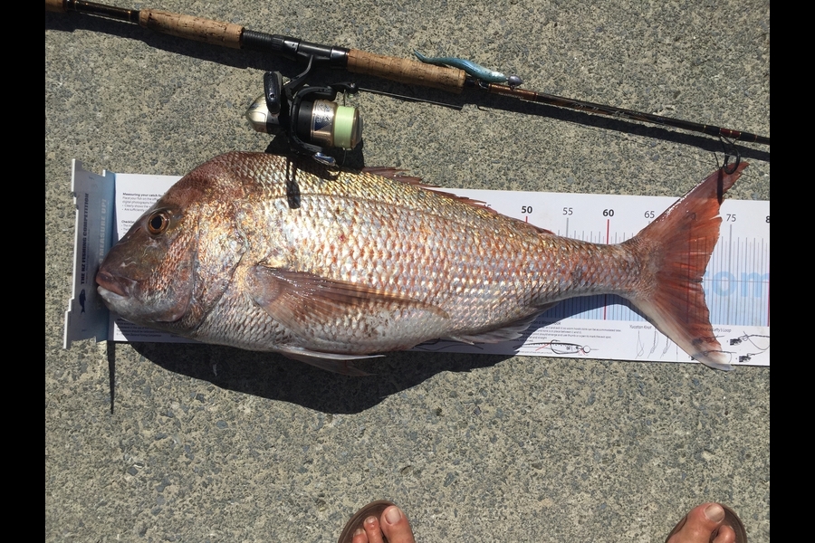 Debbie Macfarlane caught this 71.5cm Snapper at Far north during The Export NZ Fishing Competition