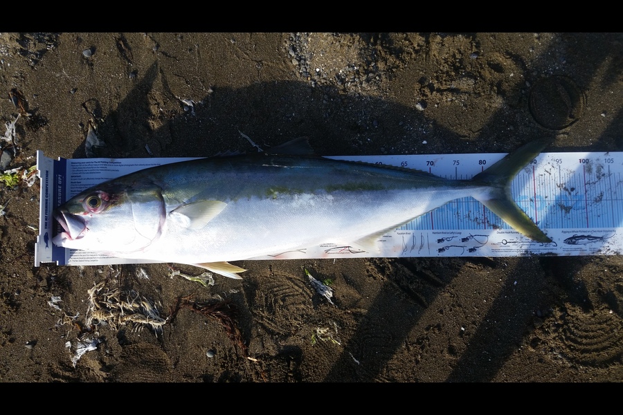 Anthony Phaipanya caught this 85.5cm Kingfish at Plimmerton during The Export NZ Fishing Competition