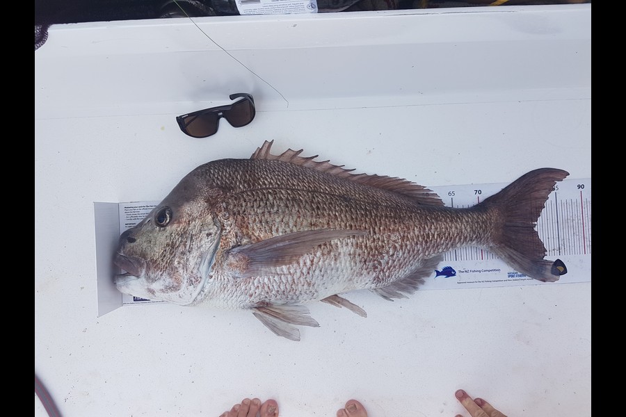 Andrew Wilson caught this 80cm Snapper at Hauraki Gulf during The Export NZ Fishing Competition