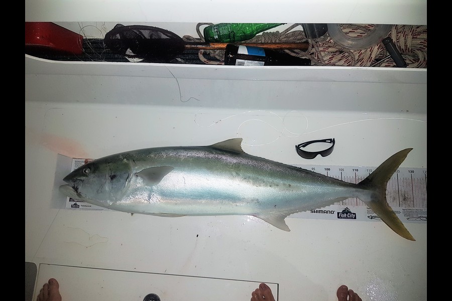 Andrew Wilson caught this 120.5cm Kingfish at Hauraki Gulf during The Export NZ Fishing Competition