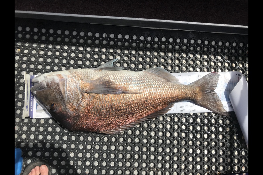 Brent Wall caught this 87.0cm Snapper at Cape Karikari during The Export NZ Fishing Competition