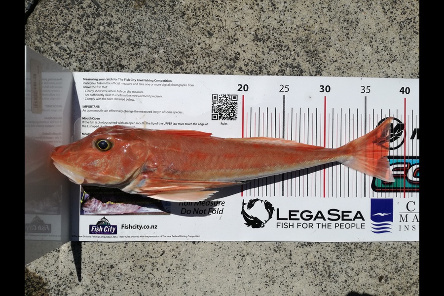 Karl Taylor caught this 37.5cm Gurnard at Manukau Bar during The Export NZ Fishing Competition
