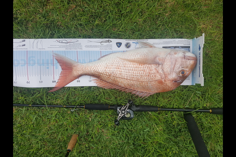 Laurence Ford caught this 56.5cm Snapper at Whangarei Heads during The Export NZ Fishing Competition